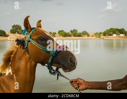 Der Mensch nimmt sein Pferd am Abend bei Sonnenuntergang am Ufer des Sees im Sommer zu Fuß, Nahaufnahme von mans Hand hält Zaum des Pferdes Stockfoto