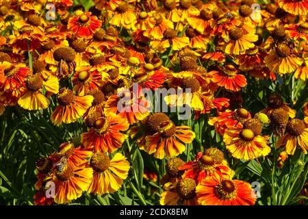 Helenium 'Moerheim Beauty' Orange Helenium-Blüten Helens-Blüte Hochsommergartenblumen winterharte, mehrjährige Pflanze Stockfoto