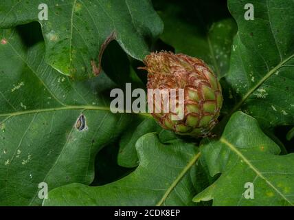 Artischocke Gall , Andricus foecundatrix, auf der Knospe der Gemeine Eiche, Quercus robur. Verursacht durch eine Gallenwespe. Stockfoto