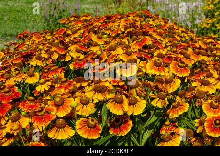 Helenium Moerheim Schönheit blüht im august Garten Stockfoto