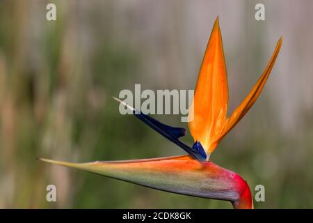 Paradiesvogel Pflanze in voller Blüte Stockfoto