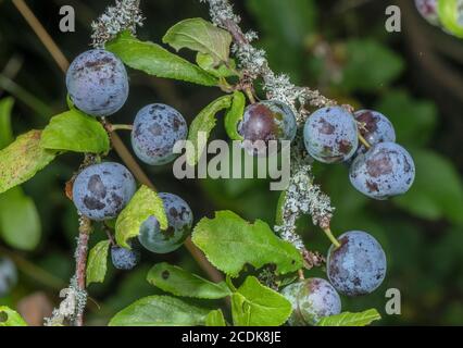 Reife Schlehe, Prunus spinosa, auf Flechten-bedeckten Schlehdornbusch. Stockfoto