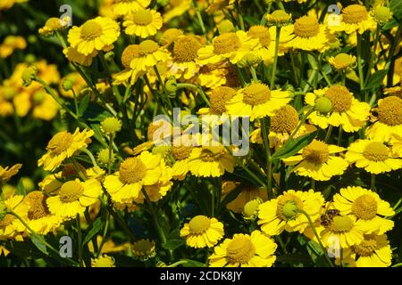 Helium 'Kanaria' gelbe Blüten Stockfoto