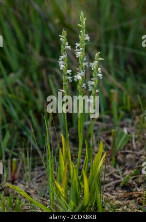 Sommerlady-Strebehitze, Spiranthes aestivalis, blühend auf nassem Heatland, Nordwestfrankreich. In Großbritannien seit 1959 ausgestorben. Stockfoto