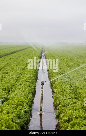 Bewässerung Des Salatfeldes Stockfoto