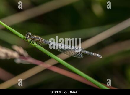 Weibliche Blauschwanzdamselfly, Ischnura elegans, thront in der Vegetation am See. Stockfoto