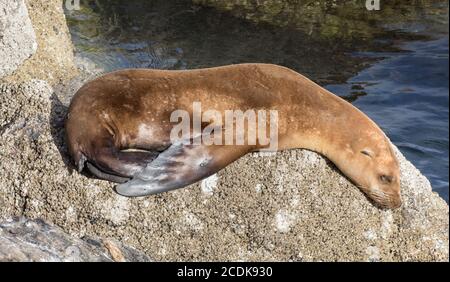 Monterey Bay Sea Lion Stockfoto