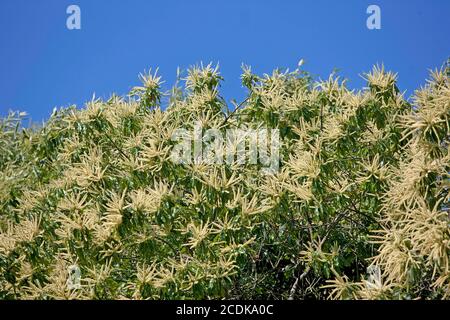 SWEET-Kastanie Castanea Sativa, VENDEE IN Frankreich Stockfoto
