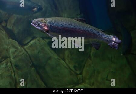 Regenbogenforelle oder Forelle (Oncorhynchus Mykiss) Nahaufnahme unter Wasser Stockfoto