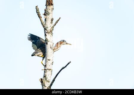 GRÜNER REIHER IM HINTERHOF Stockfoto