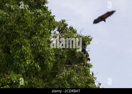 indische Fledermäuse jagen und hängen an Baum zu der Zeit Von Sonnenuntergang Stockfoto