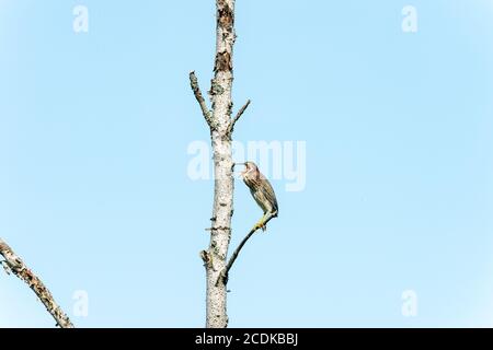 GRÜNER REIHER IM HINTERHOF Stockfoto