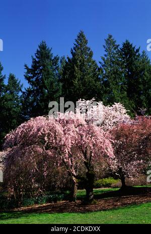 Blühender Kirschbaum, Washington Park Arboretum, Seattle, Washington Stockfoto