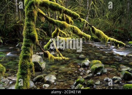 Wallace River, Wallace Falls State Park, Washington Stockfoto