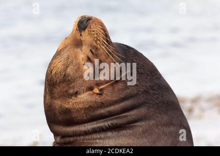 Kalifornien Seelöwen Stockfoto