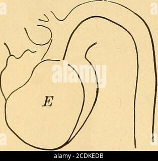 . Ein Lehrbuch der praktischen Therapeutika, mit besonderem Bezug auf die Anwendung von Abhilfemaßnahmen auf Krankheiten und ihre Anwendung auf einer rationalen Grundlage. Abb. 21. D F Abb. 20. Stockfoto