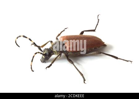 Longhorn Beetle Stockfoto
