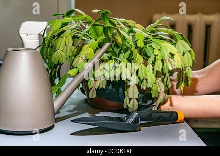 Nahaufnahme der Hände einer Frau, die sich um eine Hauspflanze kümmert. Homeplant-Transplantation. Stockfoto