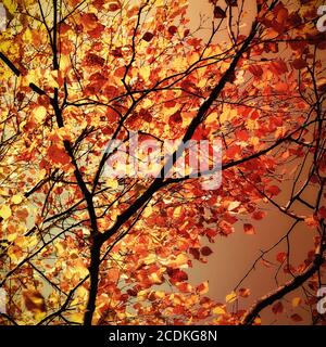 Herbst Blätter gefärbt Stockfoto