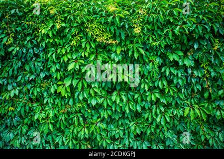 Massive Wand von Green Virginia Creeper, Hintergrundbild Stockfoto