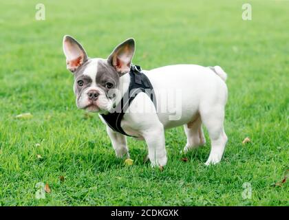 Welpe von White French Bulldog für einen Spaziergang stehend Im Sommer auf dem Rasen Stockfoto