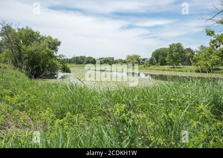 Malerische Feuchtgebiete mit Seerosen, hohen Gräsern und Laubbäumen unter blauem Himmel mit Wolken in Aurora, Illinois Stockfoto