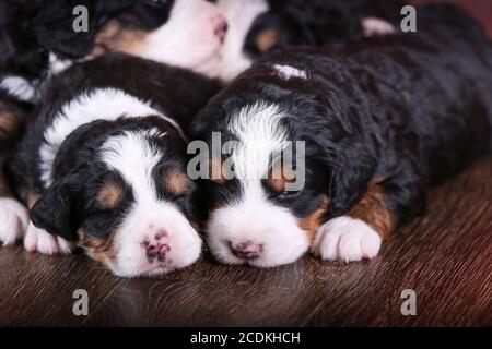 F1 Tri-farbige Miniatur Bernedoodle Welpen schlafen auf einem Hartholzboden Stockfoto