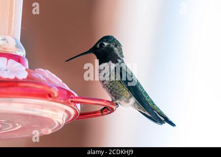 Entzückende Rufus Kolibri auf einem Hinterhof Feeder voller Nektar mit Schnabel nach unten gekippt, während die verbleibenden wachsam. Stockfoto