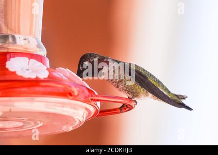 Liebenswert Rufus Kolibri auf einem Hinterhof Feeder voller Nektar mit Schnabel voll in Trinkschlauch eingesetzt thront. Stockfoto