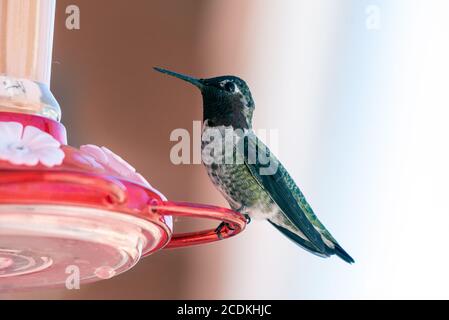 Liebenswert Rufus Kolibri auf einem Hinterhof Feeder voller Nektar mit Schnabel gekippt, während die verbleibenden wachsam. Stockfoto