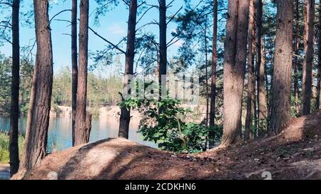 Waldsee umgeben von Kiefernwald Stockfoto