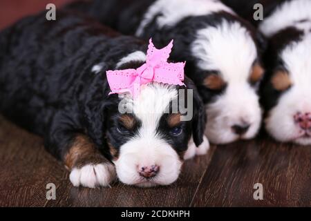 F1 Dreifarbige Miniatur Bernedoodle Puppy mit rosa Schleife Stockfoto