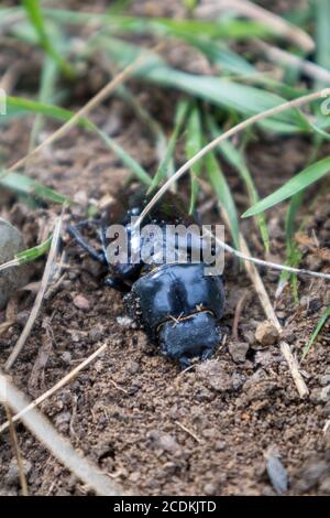 Auf der Erde ruhender weiblicher Hirschkäfer (Lucanus cervius) Stockfoto