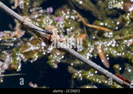 Schwarzschwanzskimmer Libelle (orthetrum cancellatum) Und ein Rotkärmeliger oder Nomade (Sympetrum fonscolombii) Ruhe am See Iseo in Italien Stockfoto