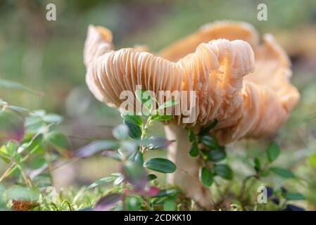 Der große alte hässliche Täubling Pilz in den grünen Krähenbeerbüschen Im finnischen Wald Stockfoto