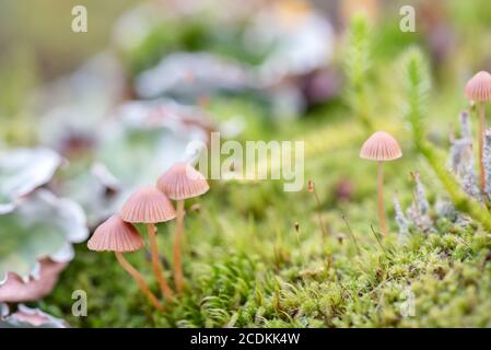 Kleiner brauner Pilz im grünen Gras und linchen in Der finnische Wald Stockfoto