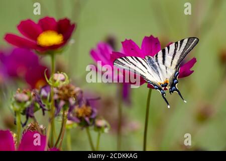 Schwalbenschwanzschmetterling, der sich auf einer Cosmos-Blume in Bergamo ernährt Italien Stockfoto