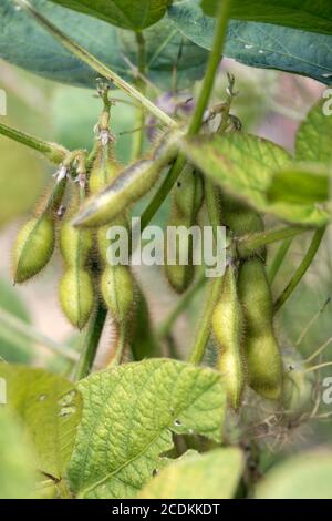 Sojabohnen (Glycine max L. Merr), die in einem Garten in Italien wachsen Stockfoto