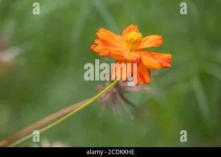 Garten Cosmos (Cosmos sulfureus Cav.) wächst und blüht in einem Garten in Italien Stockfoto