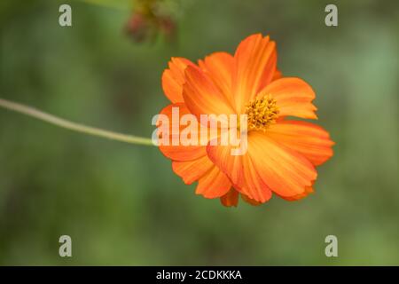 Garten Cosmos (Cosmos sulfureus Cav.) wächst und blüht in einem Garten in Italien Stockfoto