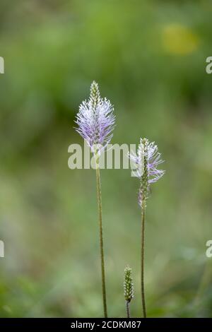 Hoary Plantain (Plantago Medien) wächst wild in Italien Stockfoto