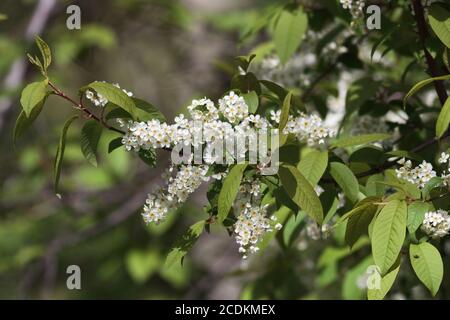 Bird Cherry Baum Stockfoto