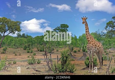 Eine einsame Giraffe (Giraffa camelopardalis), die auf der offenen Savanne mit natürlichem Buschhintergrund im Hwange National Park, Simbabwe, steht Stockfoto