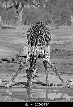 Eingeflügelige Giraffe, die sich nach unten beugte und einen Drink aus einer kleinen Wasserpfütze im Hwange National Park, Simbabwe, nahm Stockfoto