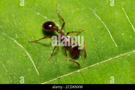 Makroaufnahme der roten Ameise. Formica rufa. Stockfoto