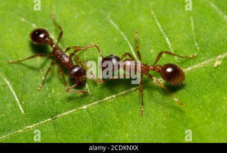 Makroaufnahme von roten Holzameisen. Formica rufa. Stockfoto