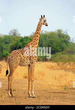 Ein einsames Thornicroft Giraffe, das allein auf den offenen Ebenen im South Luangwa National Park in Sambia steht Stockfoto