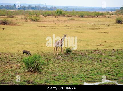 Thornicroft Girafe steht auf den offenen afrikanischen Ebenen mit Warzenschwein und Pavian im South Luangwa National Park, Sambia Stockfoto