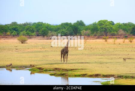 Giraffe, Warthog und Paviane auf der offenen Afrikanischen Ebene mit einem natürlichen Flussufer und Baumhintergrund. South Luangwa National Park, Sambia Stockfoto