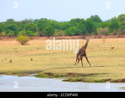 Thornicroft Giraffe steht auf der offenen Ebene im South Luangwa National Park, Sambia Stockfoto